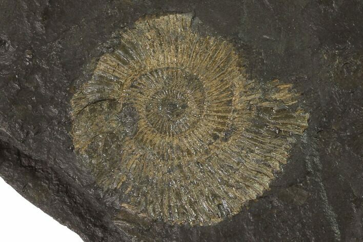 Dactylioceras Ammonite Fossil - Posidonia Shale, Germany #100271